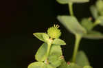 Warty spurge